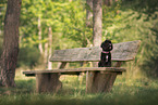 Havanese in summer