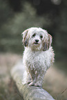 female Havanese