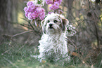 female Havanese