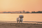 female Havanese