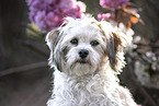 female Havanese