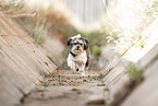 female Havanese