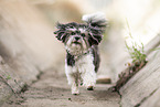 female Havanese