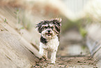 female Havanese