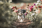 female Havanese