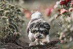 female Havanese