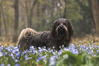 male Havanese