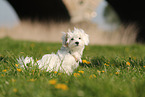 Havanese Puppy