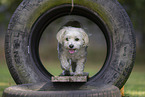 adult Havanese