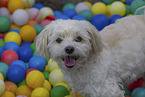 adult Havanese