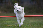 adult Havanese