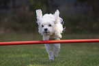 adult Havanese