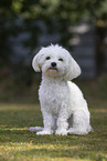 adult Havanese