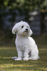 adult Havanese