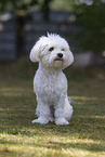 adult Havanese