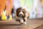 adult Havanese