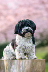 Havanese