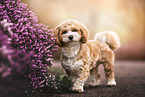 Havanese