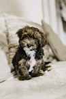 Havanese Puppy