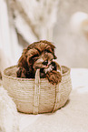 Havanese Puppy