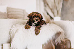 Havanese Puppy