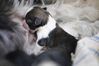 Havanese Puppy