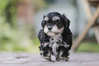 Havanese Puppy