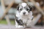 Havanese Puppy