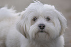 Havanese