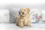 Havanese Puppy