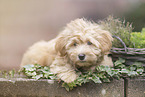 Havanese Puppy