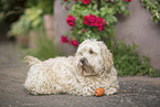 Havanese