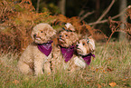 Havanese and Poodle