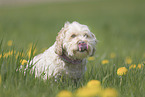 male Havanese