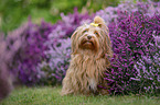 Havanese