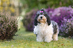 Havanese