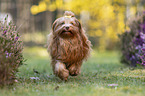 Havanese