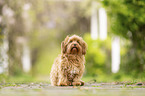 Havanese