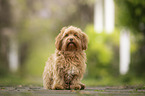 Havanese