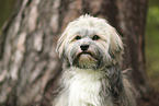 Havanese