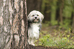 Havanese