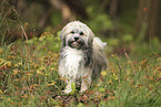 Havanese