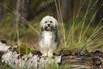 Havanese