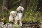 Havanese