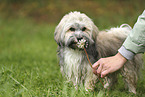 Havanese