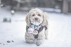 Havanese