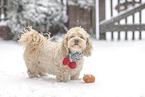 Havanese