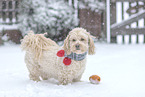 Havanese