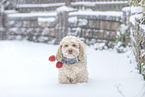 Havanese