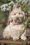 Havanese